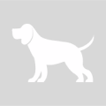 Male, Long haired Chihuahua (432)